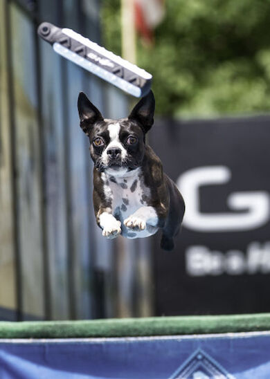 A dog is mid-air, chasing a toy during an outdoor event. The scene includes some blurred background elements like banners and a green, tree-filled environment.